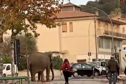 Elefante del circo libero passeggia Amelia