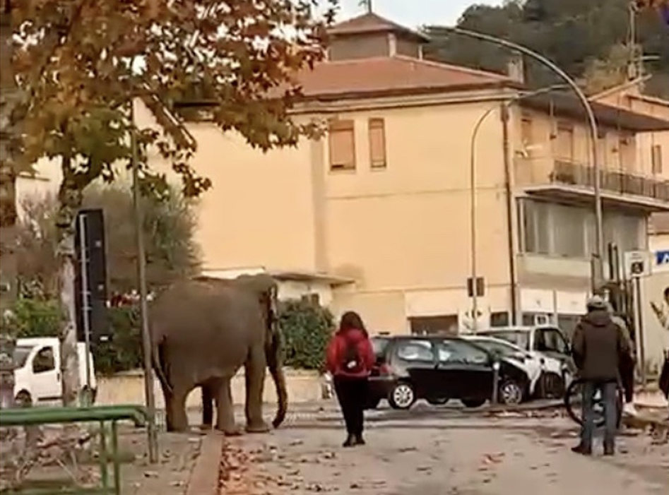 Elefante del circo libero passeggia Amelia